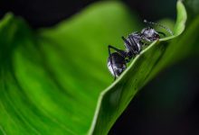 النمل في المنام وتفسير رؤية النمل في الحلم بالتفصيل