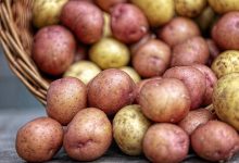 تفسير حلم البطاطس المطبوخة للعزباء