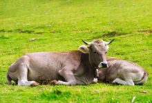 ولادة البقرة في المنام