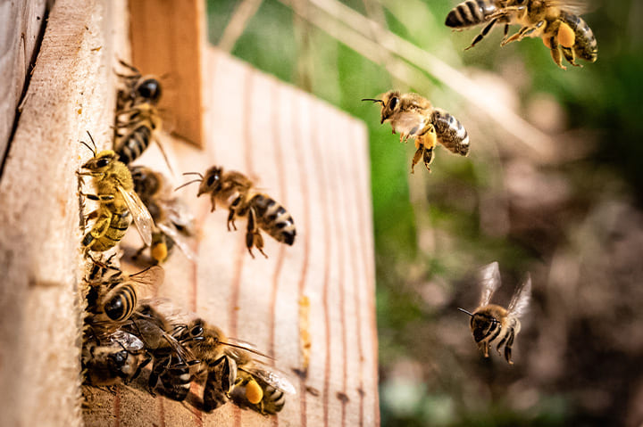 تفسير حلم النحل في المنام لابن سيرين | بشري بالرزق