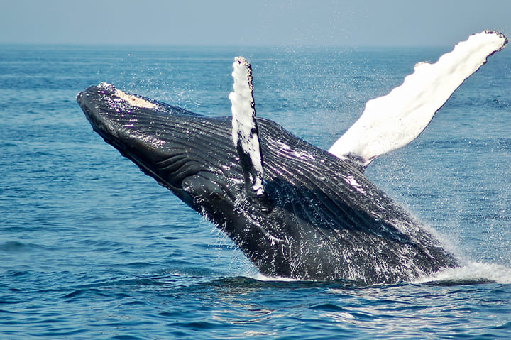 تفسير رؤية الحوت الأسود في المنام للعزباء
