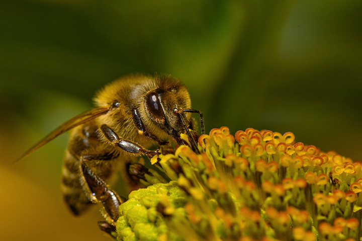 النحل الأصفر في المنام