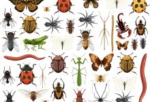 السبب الطاقي وراء ظهور الحشرات