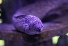تفسير حلم سمك الثعبان للعزباء