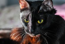 تفسير حلم قطة سوداء تلاحقني للعزباء