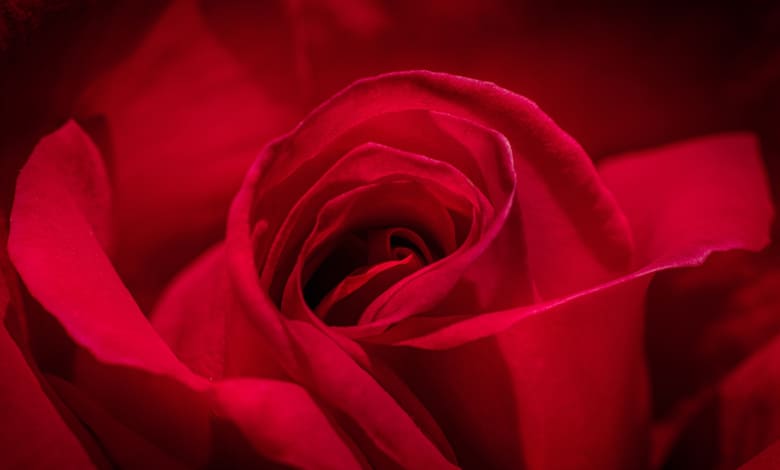 حلم الوردة الحمراء المعلقه رؤية الورد الجوري الأحمر في المنام للعزباء موقع كريم فؤاد