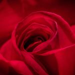تفسير حلم الوردة الحمراء المعلقه