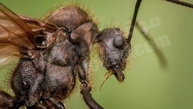 تفسير حلم النمل الاسود