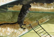 هروب الفأر في المنام للعزباء