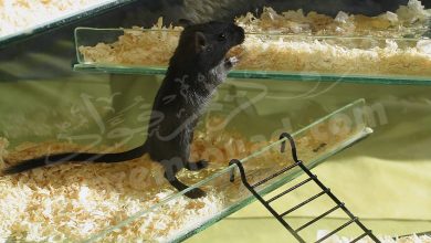 هروب الفأر في المنام للعزباء