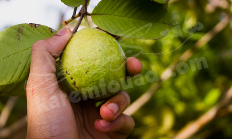 شجر الجوافة في المنام
