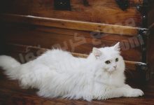 تفسير حلم القطة البيضاء: اكتشف المعنى الخفي