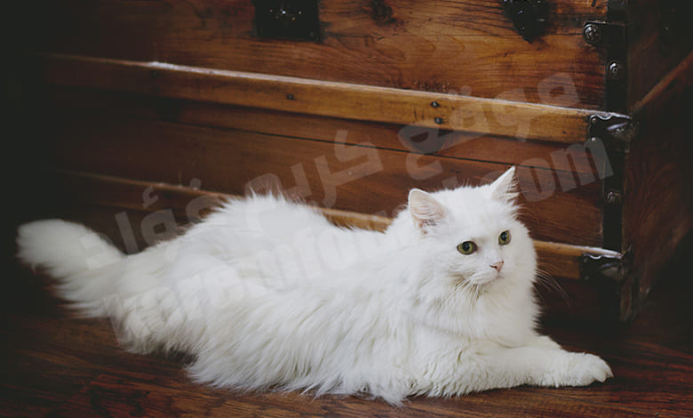 تفسير حلم القطة البيضاء: اكتشف المعنى الخفي