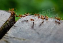 تفسير حلم النمل في البيت
